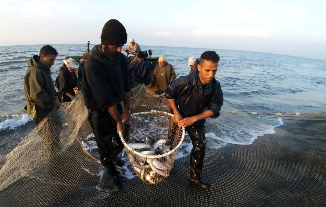 افزایش ۳۹ درصدی صید ماهی از دریای خزر در گیلان