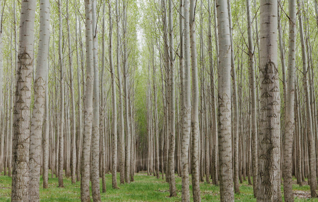 از ظرفیت زراعت چوب برای صیانت از جنگل ها استفاده شود
