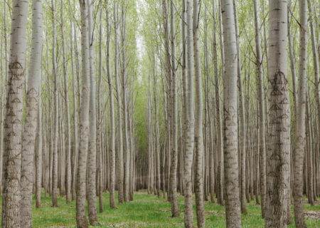 از ظرفیت زراعت چوب برای صیانت از جنگل ها استفاده شود