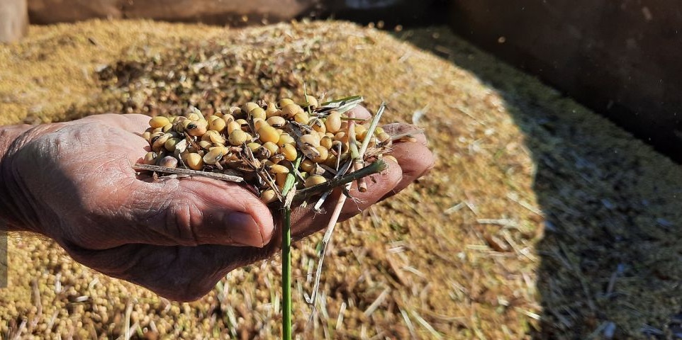 برداشت ماشینی سویا در گیلان