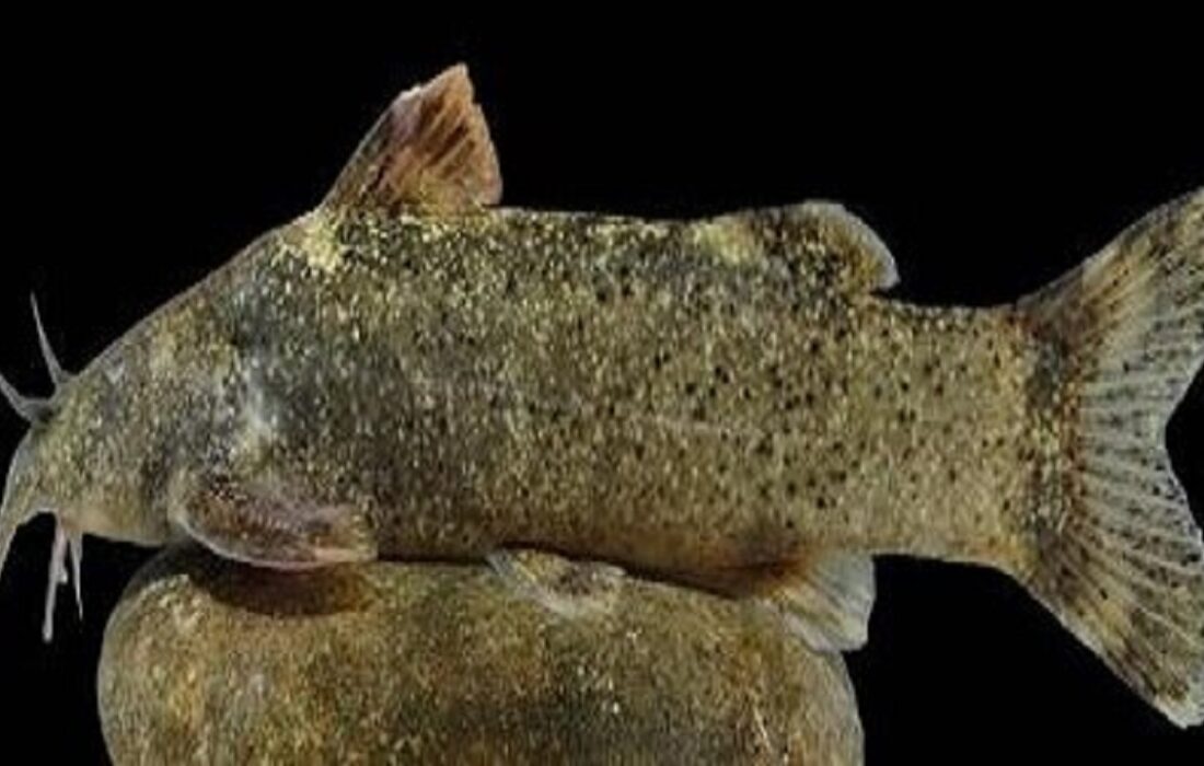 ماجرای ثبت گونه جدید ماهی به اسم «علی دایی» چه بود؟