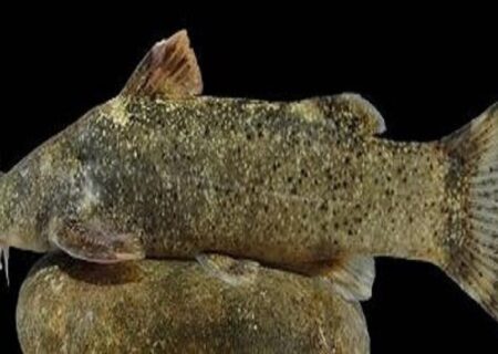 ماجرای ثبت گونه جدید ماهی به اسم «علی دایی» چه بود؟