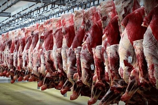 تولید هزار تن گوشت گاومیش در گیلان