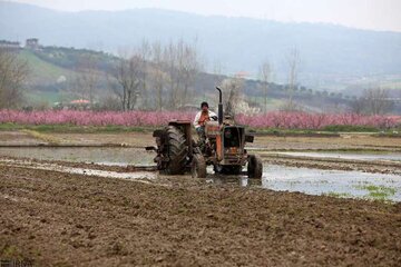فصل زراعی جدید در گیلان با شخم زمستانه شالیزار‌ها