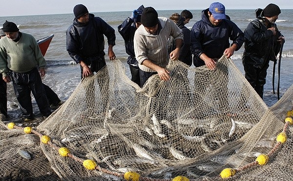 صید بیش از هزار تن ماهی استخوانی از دریای خزر در گیلان