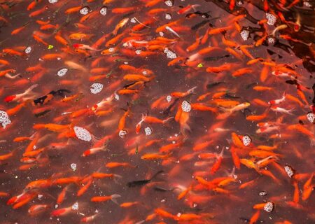 گیلان ، پیشرو در تولید ماهی قرمز نوروز