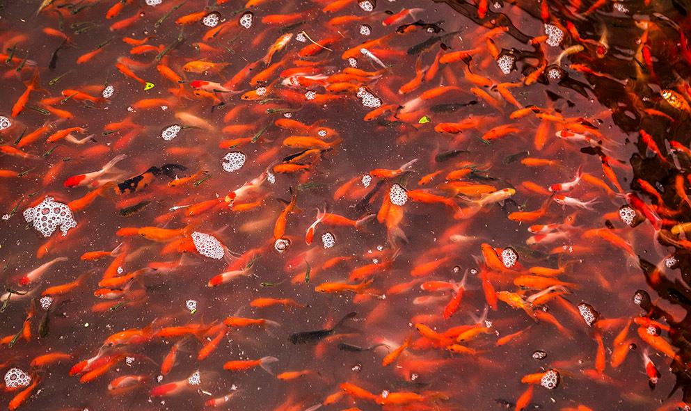 ۳۰ میلیون قطعه ماهی قرمزِ تولید گیلان آماده عرضه به بازار عید