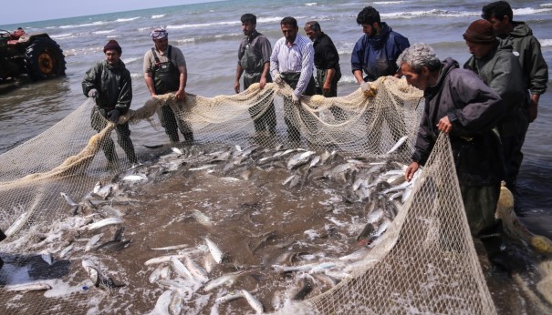 ۲۵۸ تن ماهیان استخوانی در سواحل گیلان صید شد