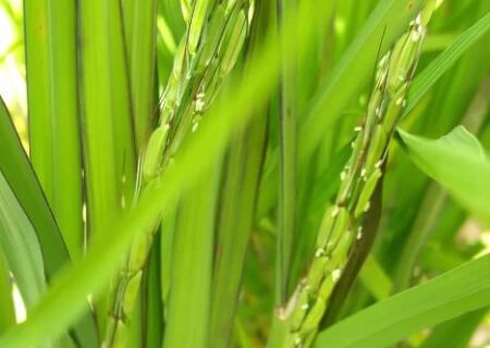 تولید برنج بدون سم در کشور