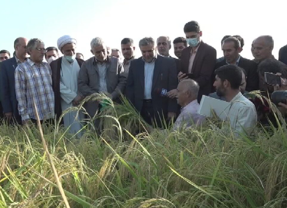 برداشت خوشههای طلایی برنج در گیلان