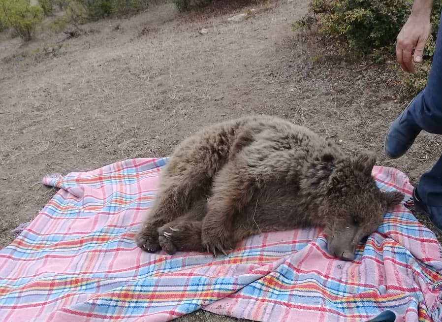 نجات یک قلاده خرس قهوه‌ای در رودبار