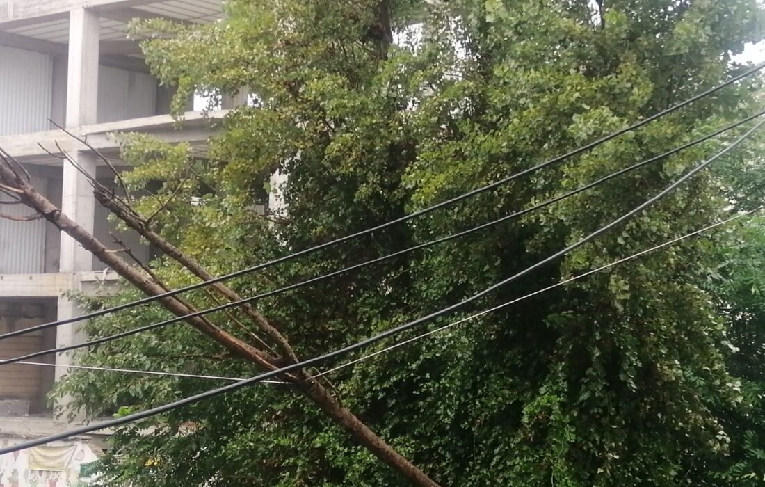 سقوط یک اصله درخت بر روی کابل برق