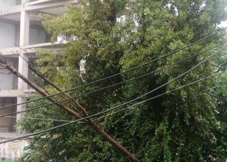 سقوط یک اصله درخت بر روی کابل برق