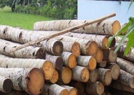 صدور مجوز تاسیس کارگاه چوب بری در گیلان ممنوع