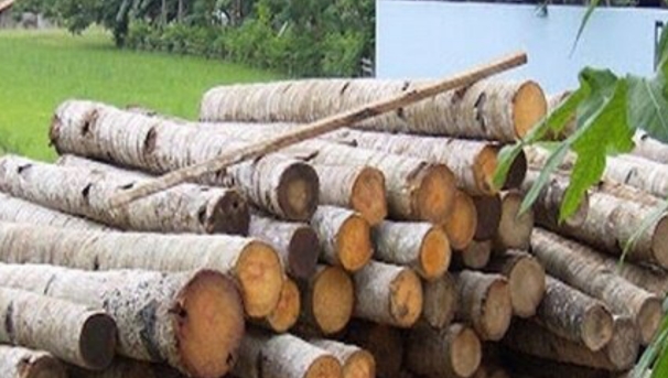 کشف ۱۰ تن چوب قاچاق در رودبار