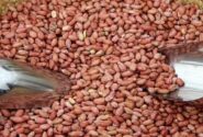 آغاز برداشت بادام زمینی در مناطق مختلف گیلان