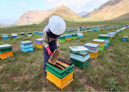 سرشماری زنبورستان‌ها در گیلان؛ از کوچ خودداری کنید