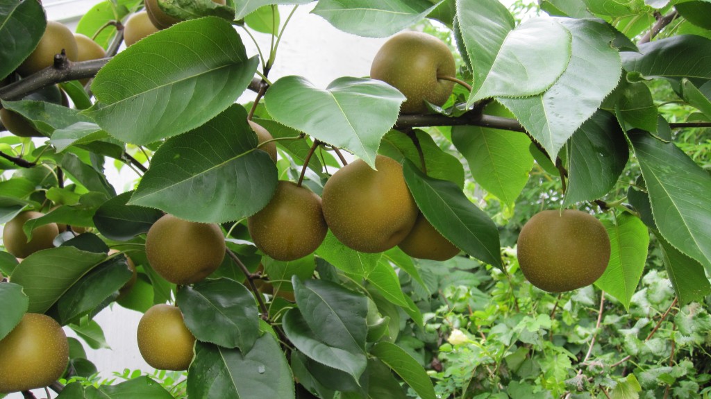 برداشت خوج یا گلابی محلی در گیلان