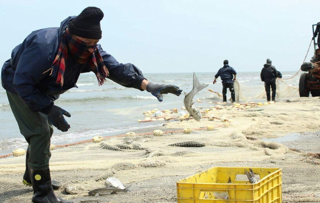 افزایش صید ماهی از دریای خزر