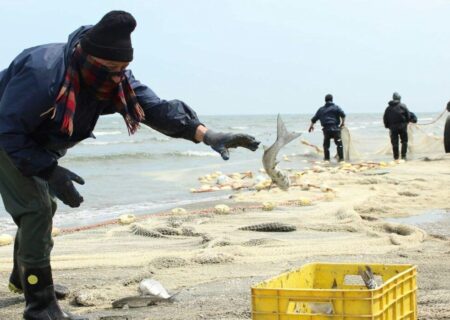 افزایش صید ماهی از دریای خزر