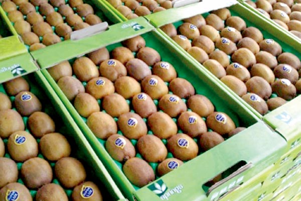 صادرات کیوی گیلان به ۲۵ کشور