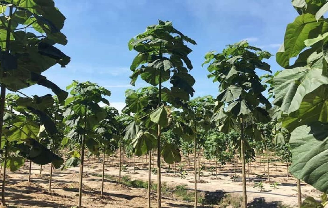 ممنوعیت کشت درخت مهاجم «پائولونیا» در گیلان