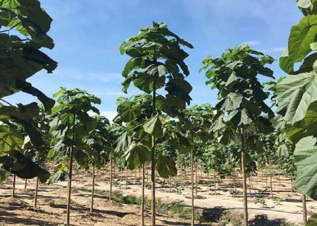 ممنوعیت کشت درخت مهاجم «پائولونیا» در گیلان