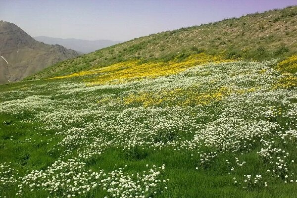 وجود دوسوم گونه های گیاهی اروپا در مراتع ایران