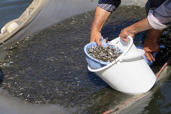 رها سازی ۱۹۳ میلیون تن بچه ماهی در رودخانه‌های گیلان