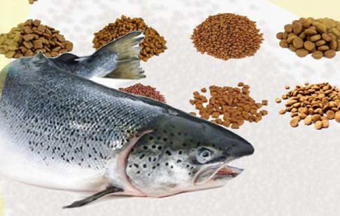 گیلان، قطب تولید خوراک ماهی در کشور