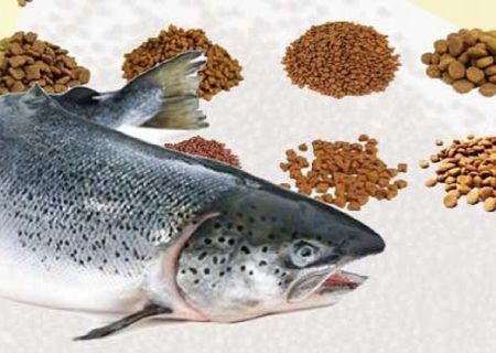 گیلان، قطب تولید خوراک ماهی در کشور