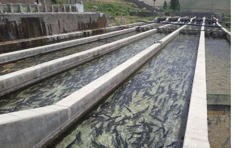 ایجاد اشتغال با توسعه طرح‌های آبزی پروری در گیلان