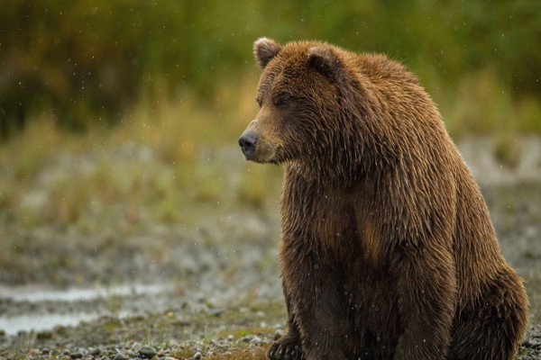 مشاهده گونه حمایت شده خرس قهوه‌ای در جنگل‌های فومن