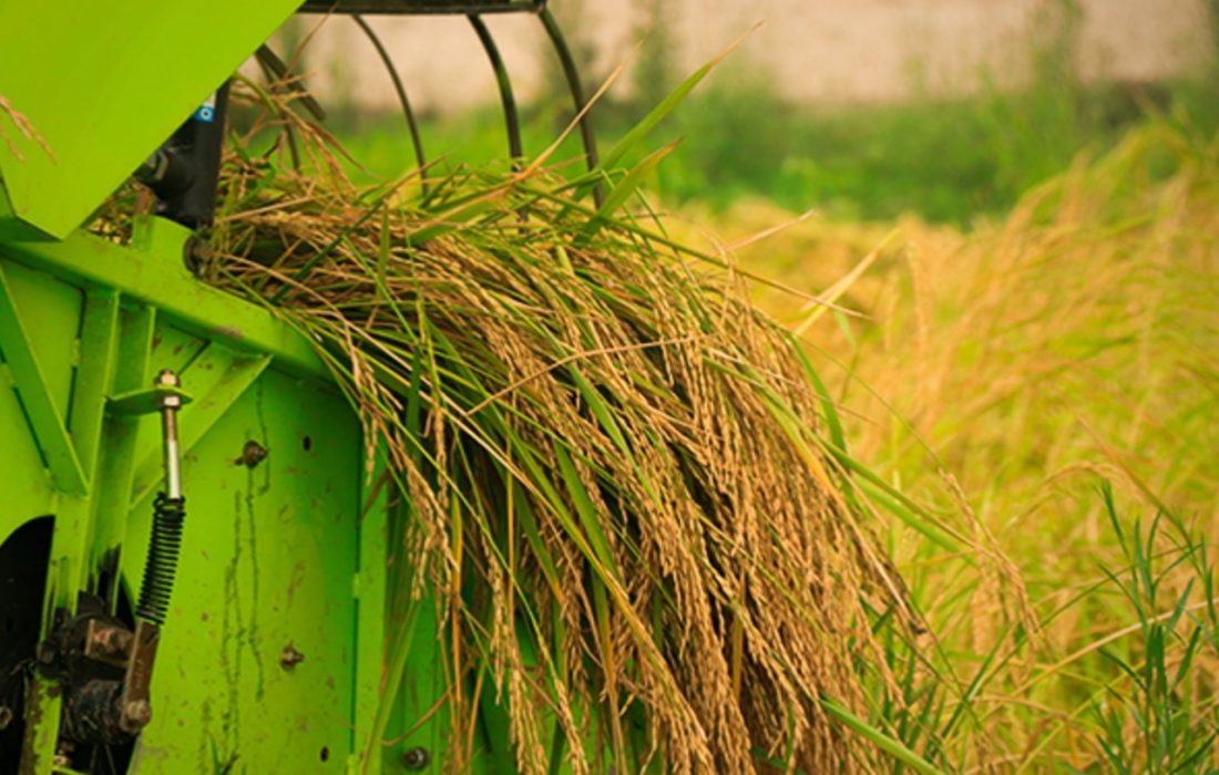برداشت برنج در ۸۰ درصد از شالیزار‌های گیلان
