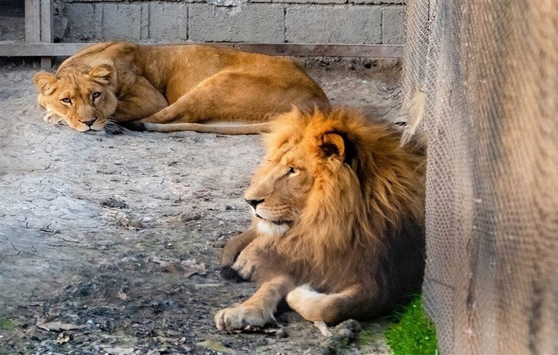سرقت یک قلاده شیر از باغ وحش ساری