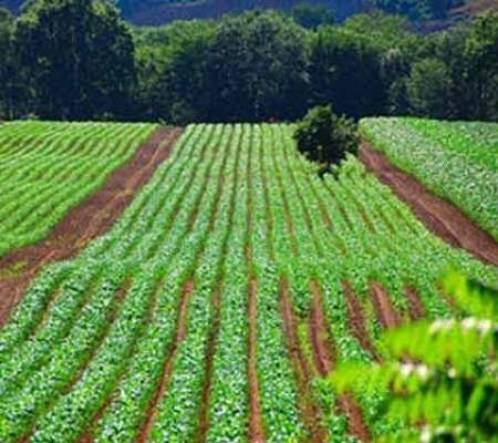 بهره برداری از طرح‌های کشاورزی در گیلان