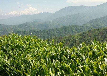 خرید بیش از ۳۱ هزار تن برگ سبز چای از چایکاران شمال
