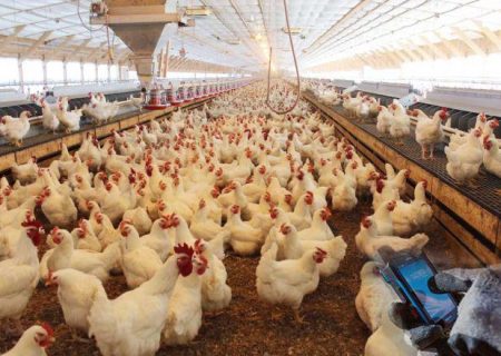 ایران در آستانه ورود به حلقه ۴ کشور برتر تولید مرغ در جهان