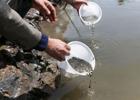 رها سازی بچه ماهیان تکثیر طبیعی دررودخانه‌های گیلان