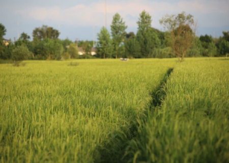 پیش بینی افزایش ۱۵ درصدی تولید برنج در گیلان