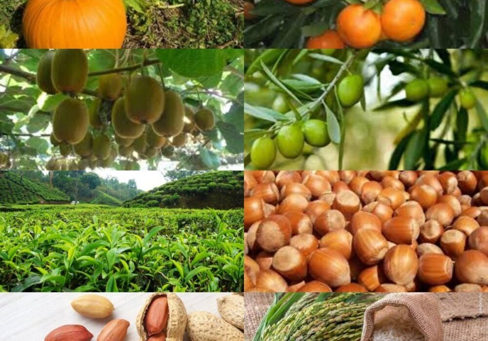 پرداخت بیش از ۵۴ میلیارد تومان تسهیلات رونق به طرحهای کشاورزی گیلان