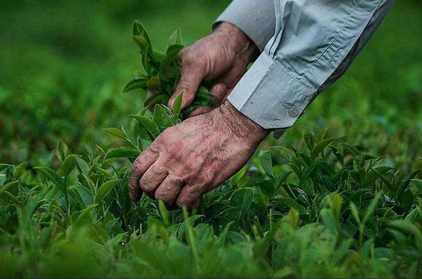 پرداخت ۶۳ میلیارد تومان از مطالبات چایکاران شمال کشور