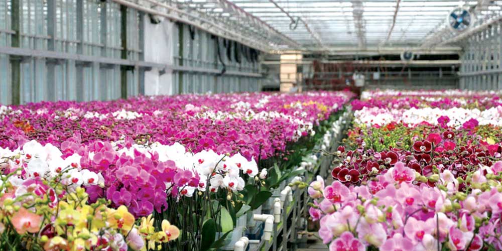 چند شاخه گل در گلخانه های گیلان تولید می‌شود؟