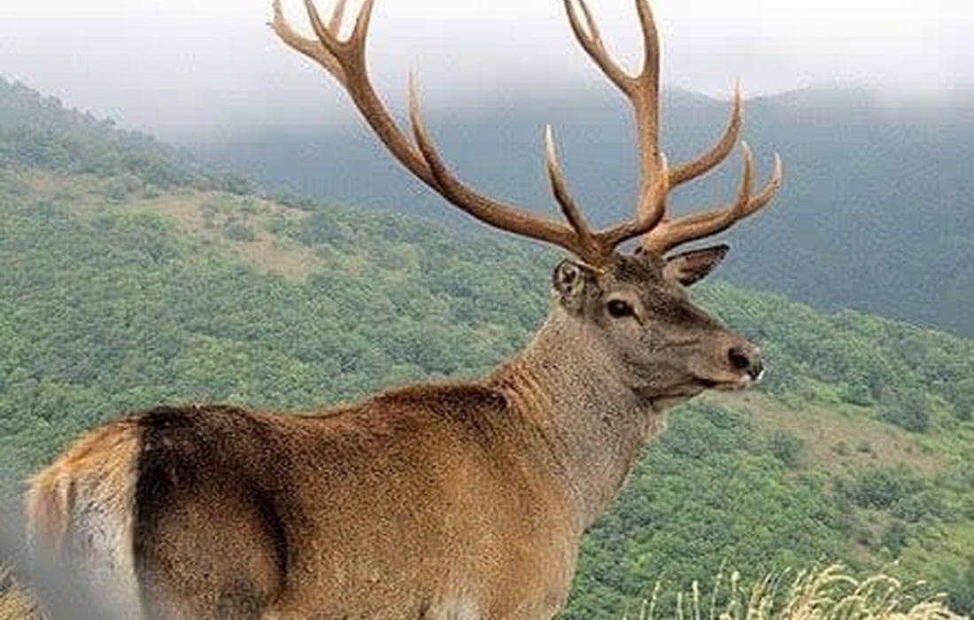 مشاهده مِرال در جنگل های هیرکانی ماسال
