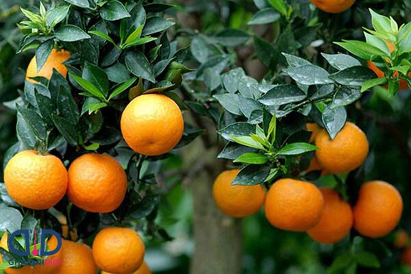 برداشت نارنج از نیمی از باغهای گیلان