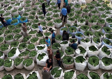 افزایش واردات و صادرات چای کشور