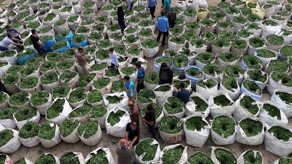 افزایش واردات و صادرات چای کشور