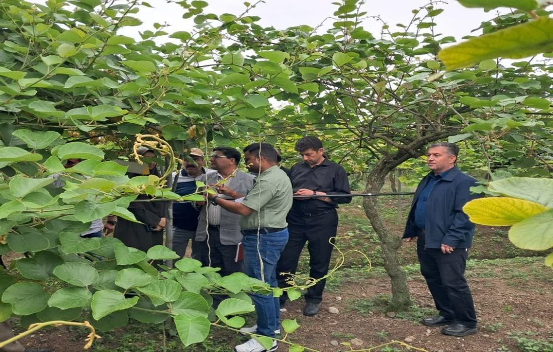 صادرات کیوی گیلان به کشور هند