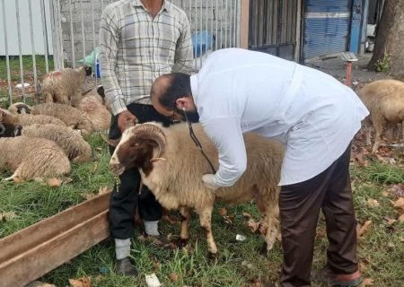 واکسیناسیون رایگان بیش از ۳ میلیون نوبت سر دام در گیلان