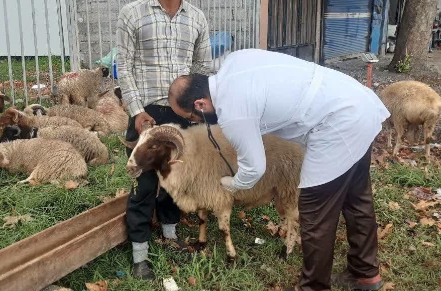 نظارت ۳۴ گروه ثابت و سیار بهداشتی و شرعی بر ذبح دام در گیلان